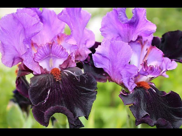 Ирис Романтик Ивнинг, Суприм Султан, Yaguina Blue смотреть онлайн