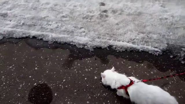 Гуляем с кошкой 28.03.2021 смотреть онлайн
