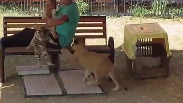 Львиная Новость №16 Про Лялю и львят