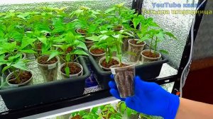 КОРНЕВАЯ У ПЕРЦА ПРЁТ КАК НА ДРОЖЖАХ! Рассада не вытягивается и не болеет!