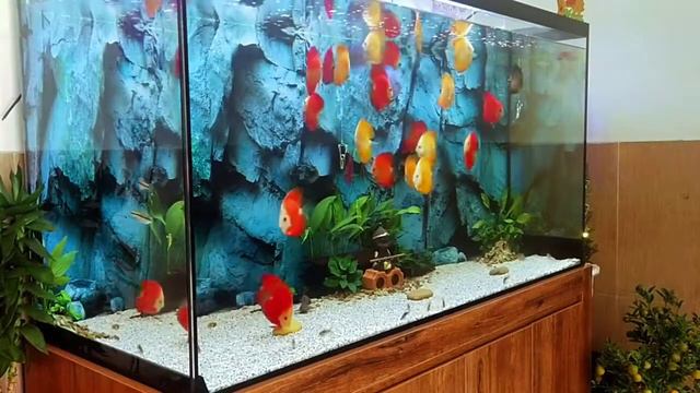 Аквариум с дискусами от Hoàng Dự Discus смотреть онлайн