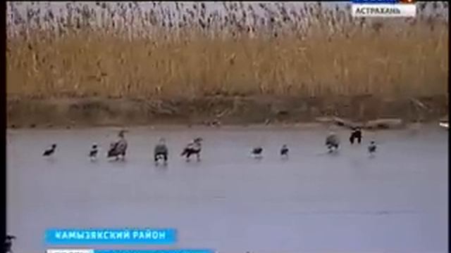 Один день из жизни орлана-рыбака. В Камызякском районе обосновались Краснокнижные птицы. смотреть онлайн