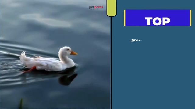 🦆 Top 30 Funny Duck Names That Are Hilarious 🤣 - Petpress смотреть онлайн