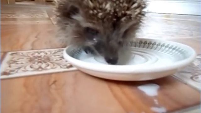 Ёжик и котик. Прикол, как Ёжик с Масянькой делиться не стал. Ridiculous video. смотреть онлайн
