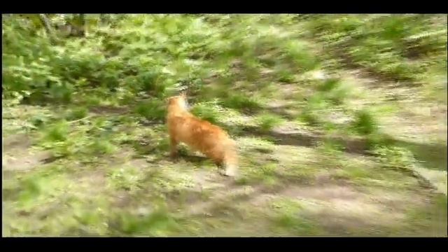 1.05.2016г ... Бирюлёво - Западное . Бездомные коты , Рыжий и Чёрный . смотреть онлайн