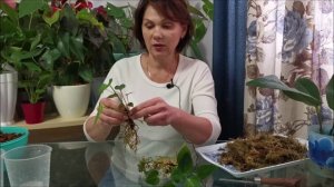 Антуриумы во мху, особенности выращивания