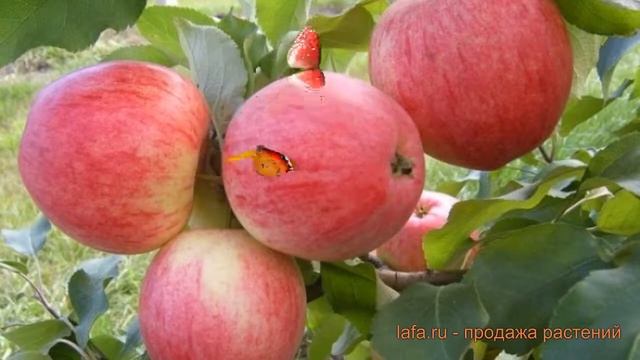 Яблоня обыкновенный Осеннее полосатое (malus) ? обзор: как сажать, саженцы яблони Осеннее полосатое смотреть онлайн