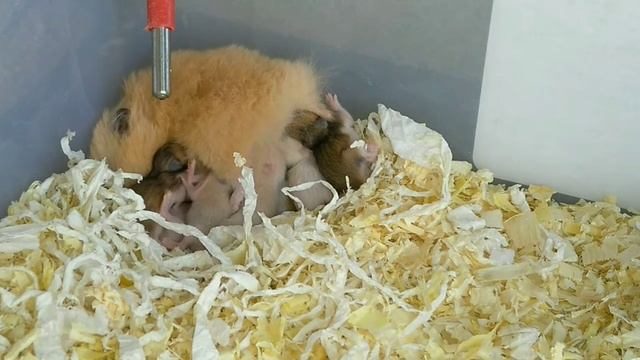 ЗВУК НОВОРОЖДЕННЫХ ХОМЯКОВ смотреть онлайн