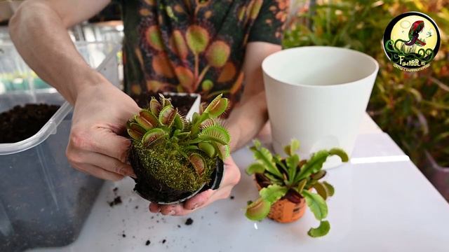 Пересадка Венериной мухоловки смотреть онлайн