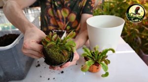 Пересадка Венериной мухоловки