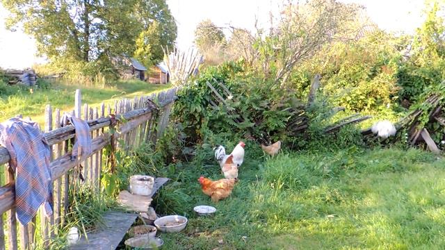 Деревенские куры / Las gallinas rurales - song 1 смотреть онлайн