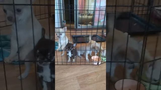 щенки чихуахуа в продаже! смотреть онлайн