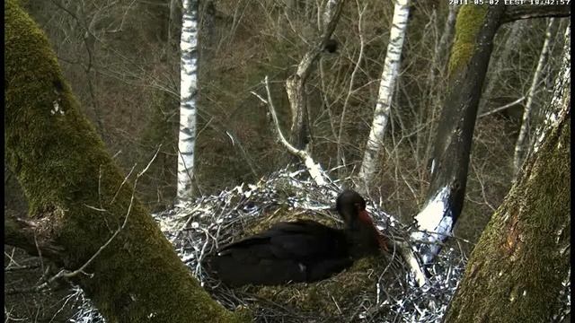 Black Storks Tiina & Tiit Have Four Eggs смотреть онлайн