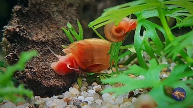 Ramshorn red snail/ Улитка катушка красная. смотреть онлайн