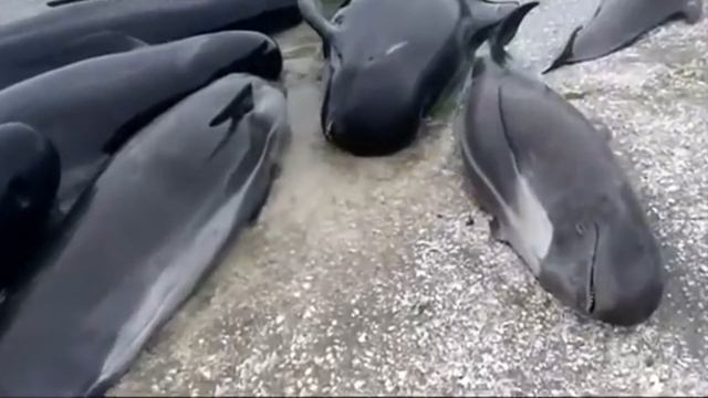 Why are these Starfish Killing Themselves? | Weird Animal Facts 1 смотреть онлайн