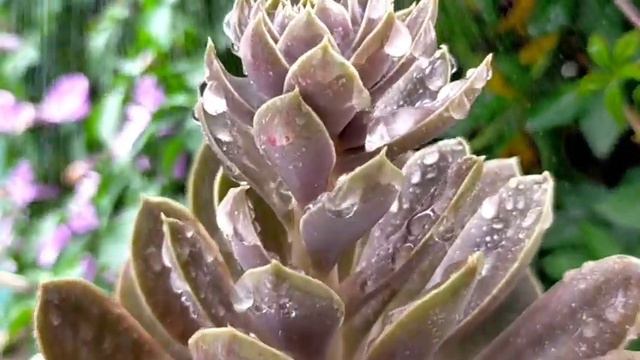 55/100 Echeveria Rosularis Succulent Care Guide | A brown-looking Succulent • Brown Sugar look-alik смотреть онлайн