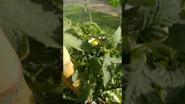 Помидоры черри на балконе!!!???? смотреть онлайн