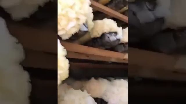 Natural Tremella Fuciformis Extract powder 80% Polysaccharides смотреть онлайн