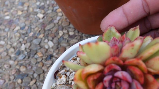 Echeveria Hera | Growing Succulents with LizKreate смотреть онлайн