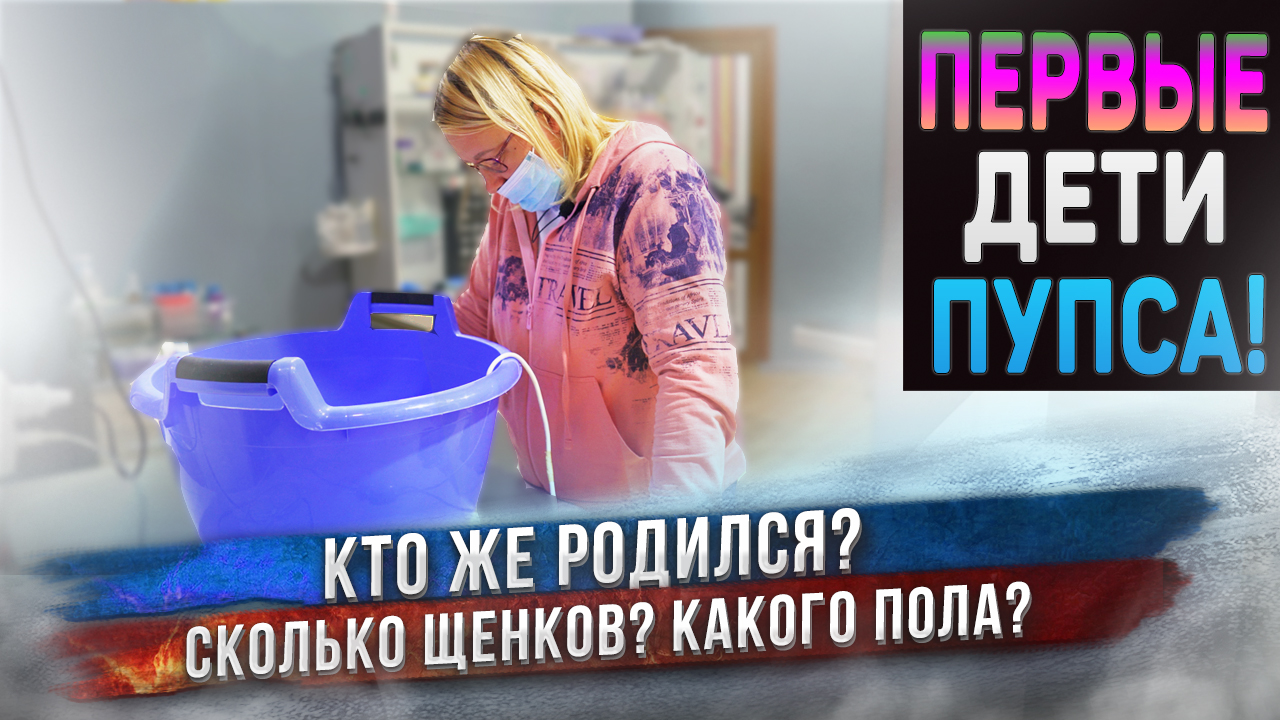 Мы увидели первых щенков от Пупса! смотреть онлайн