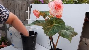 Цветущую бегонию можно и нужно пересаживать.
