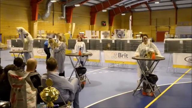 Gess Rys od Krolowych best in show смотреть онлайн