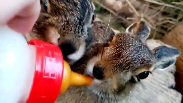 Битва за остатки молока! Мазая затоптали! Вольер маленьких русаков. смотреть онлайн