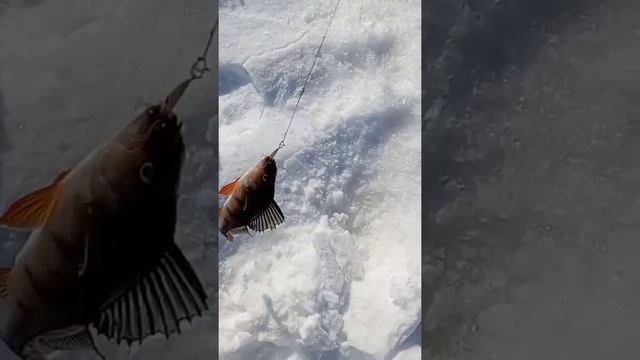 Весенняя Рыбалка в ХМАО#shorts Клёв рыбы на балансир#catchingfish смотреть онлайн