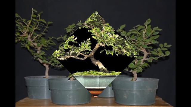 Lavender Star Flower Bonsai (Grewia Occidentalis) смотреть онлайн