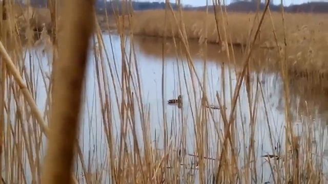 Полезные свойства мясо рябчика и противопоказания, Калорийность рябчика. смотреть онлайн