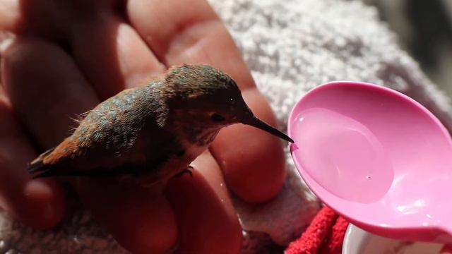 Hummingbird Feeding from Pink Spoon смотреть онлайн