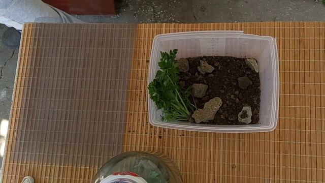 Как сделать террариум для улиток своими руками. Мастер-класс. Shark & Friend. смотреть онлайн