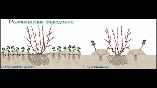 Снег – наше богатство, и это не шутка. (Садовод Андрей Туманов) смотреть онлайн