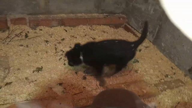 Щенки ВЕО, 1 месяц #настоящиеовчарки смотреть онлайн