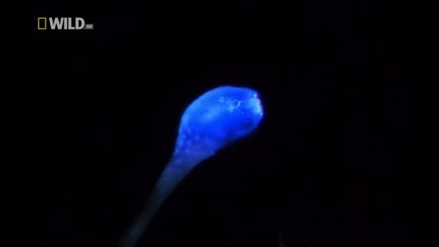 Ангел света - Глубоководный Удильщик смотреть онлайн