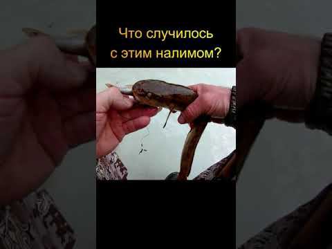 Что случилось с этим налимом? #shorts смотреть онлайн