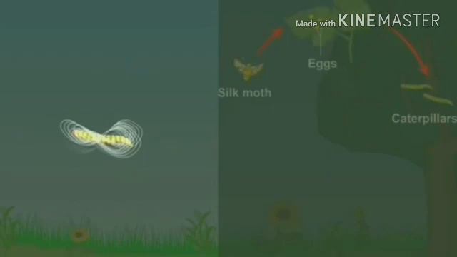 The life cycle of silkworm смотреть онлайн