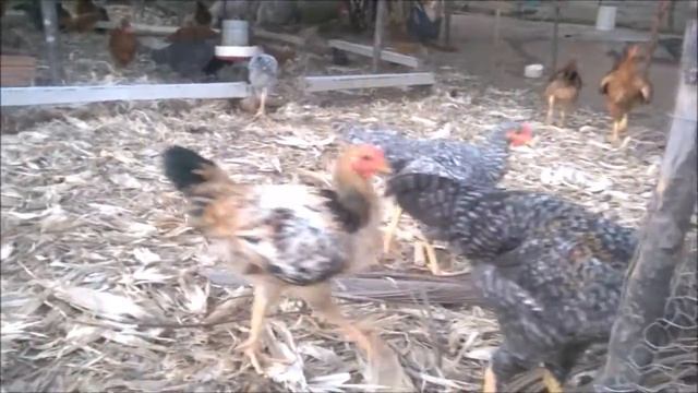 Frangos de capoeira (Caipira) produzidos forma natural. смотреть онлайн
