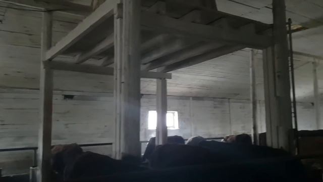 О кормлении быков  Отвечаю на вопросы подписчиков Часть 1