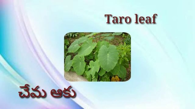 Names of Leafy vegetables in Telugu and English | ఆకుకూరల పేర్లు@lightningminds1#greenleaves смотреть онлайн