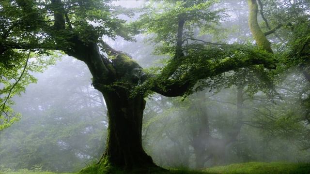 Сура 47 . "МУХАММАД ".Чтец имам Фейсал.#ислам #куран #islam смотреть онлайн