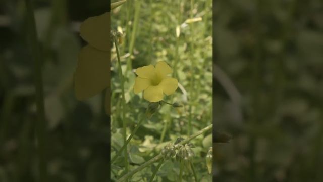 ...рождаются строки, где рифма, как блажь... | стихи о природе смотреть онлайн