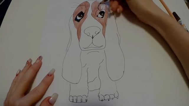 Cómo Dibujar Un Perro Basset-Hound/How To Draw Basset-Hound Dog/Как нарисовать собаку Бассет-хаунд