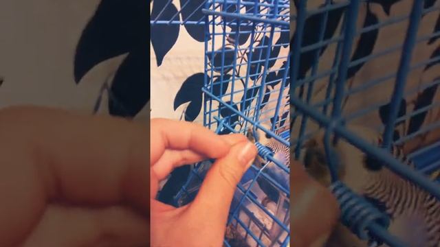 Как приучить попугая к рукам которого ещё нельзя выпускать летать смотреть онлайн
