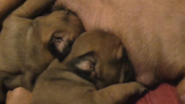 Щенки тоса ину .Tosa inu Puppies смотреть онлайн