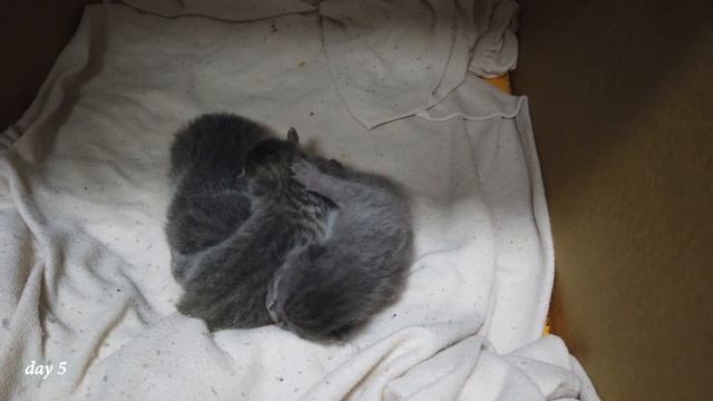 Мама кошка со своими новорожденными котятами смотреть онлайн