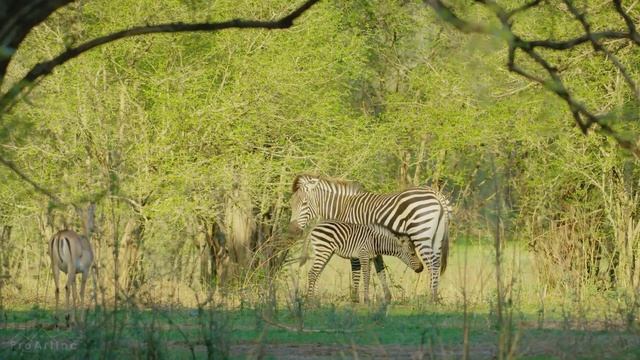 ЖИРАФЫ - Самые высокие животные в мире