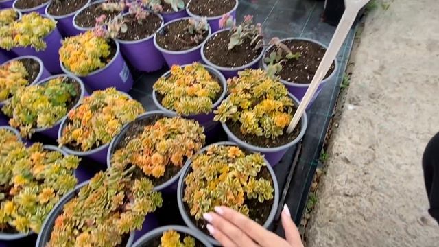 Покупаем ФРУКТОВЫЕ ДЕРЕВЬЯ ? ЯБЛОНЯ, черешня, инжир и малина! Ванильная Семья в питомнике Гавриш смотреть онлайн