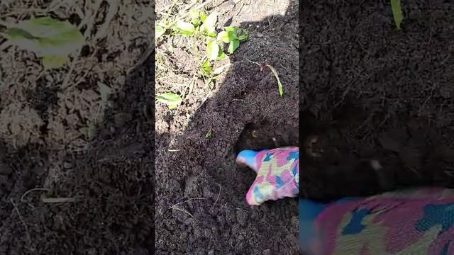 Готовим грядку к уборке картофеля заранее / Чем можно убрать ботву картошки. смотреть онлайн