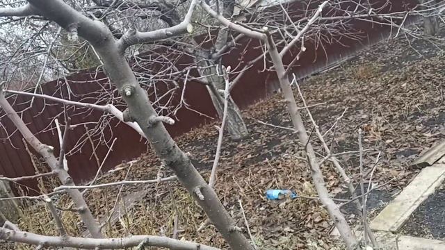 Яблоня формировка чаша смотреть онлайн